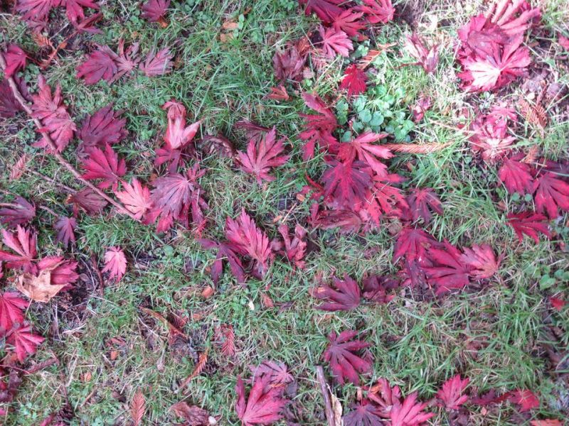 Harcourt Arboretum, Oxford